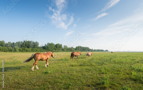 Dreamy landscape with walking horses