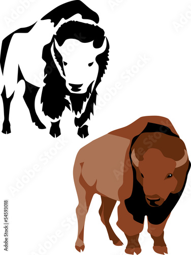 american bison