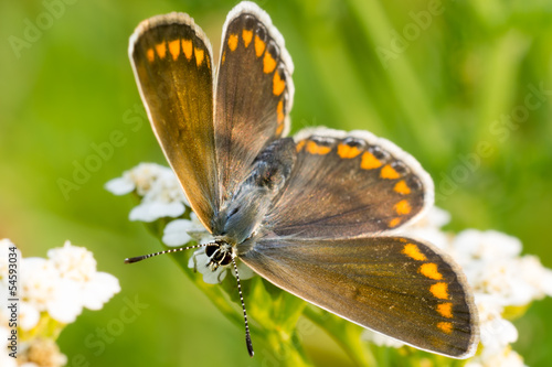 Canvas Print Farfalla arancione ali aperte