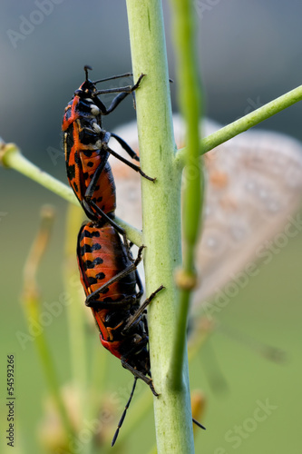 Wallpaper Mural Insetto rosso sull'erba Torontodigital.ca