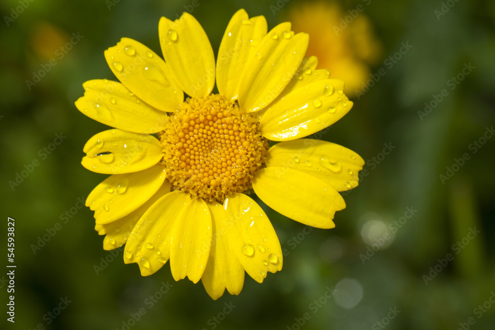 Corn daisy flower Corn daisy flower