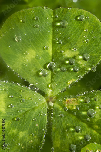 clover with water droplets