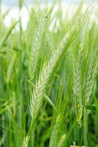 blühende Gerste Makro