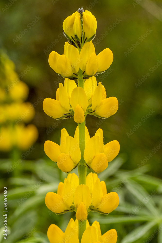 lupine flower lupine flower