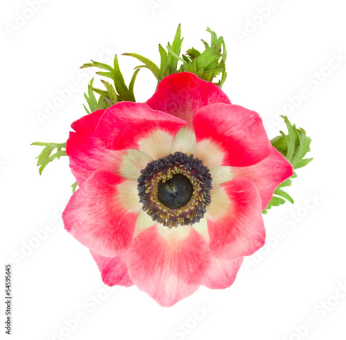 Valokuva red anemone flower close up