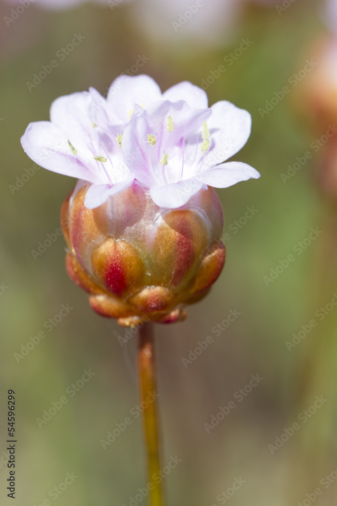 Fototapeta premium Armeria macrophylla flower