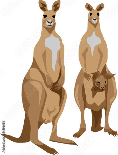 kangaroo with young