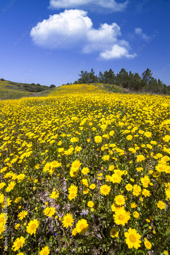 hill of yellow marigold flowers