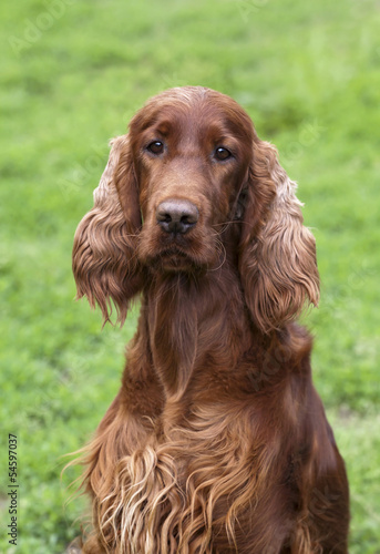 Beautiful Irish Setter young female looking at the camera