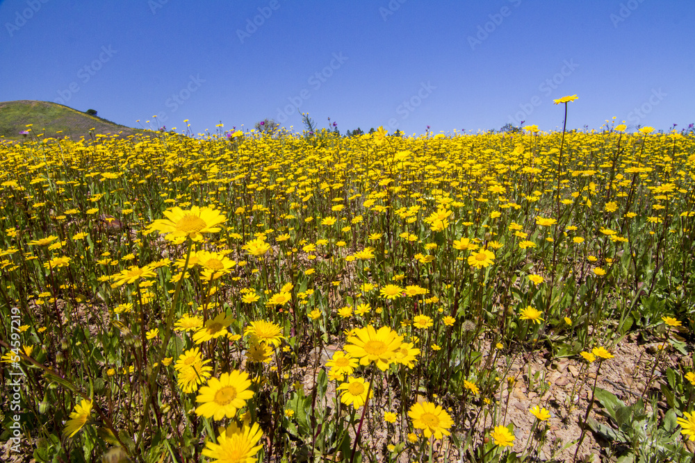 Obraz premium hill of yellow marigold flowers