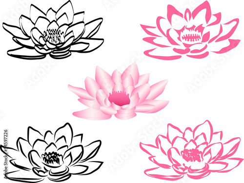 lotus flower