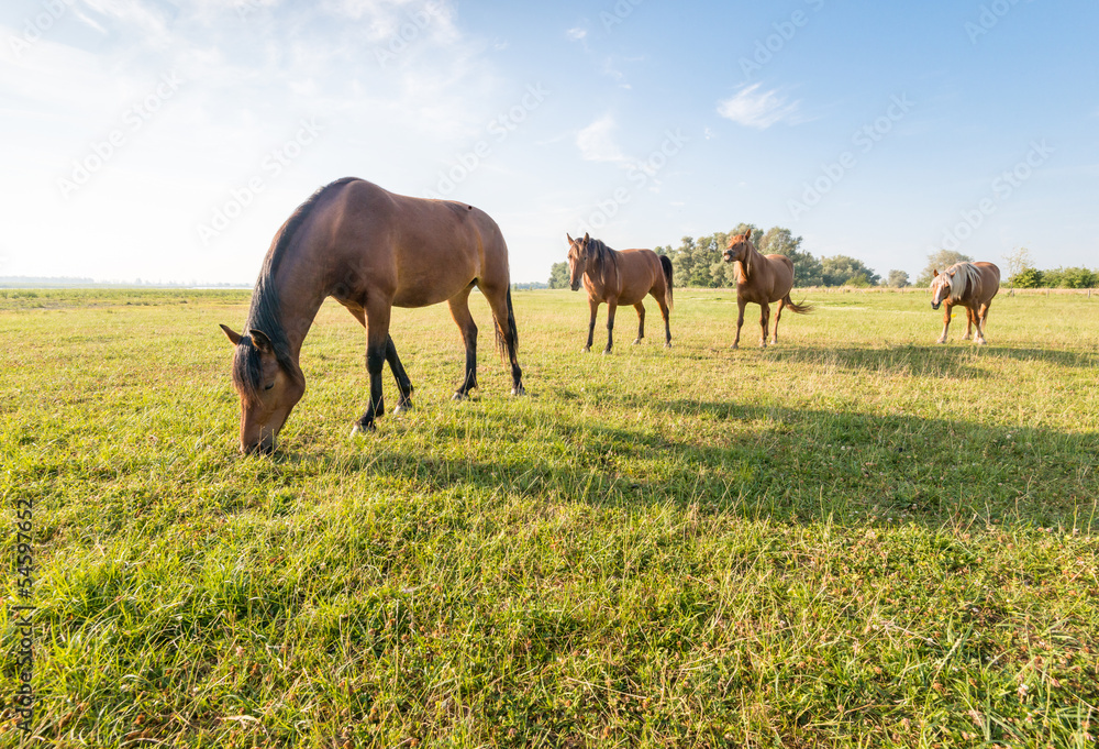 Four horses in sequence