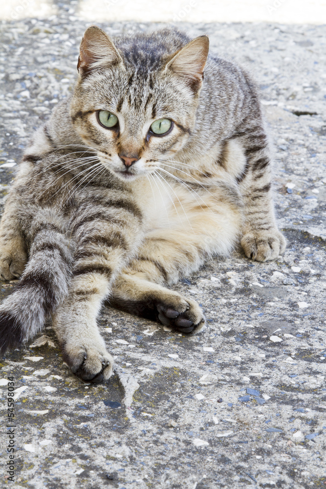 domestic cat on a funny pose