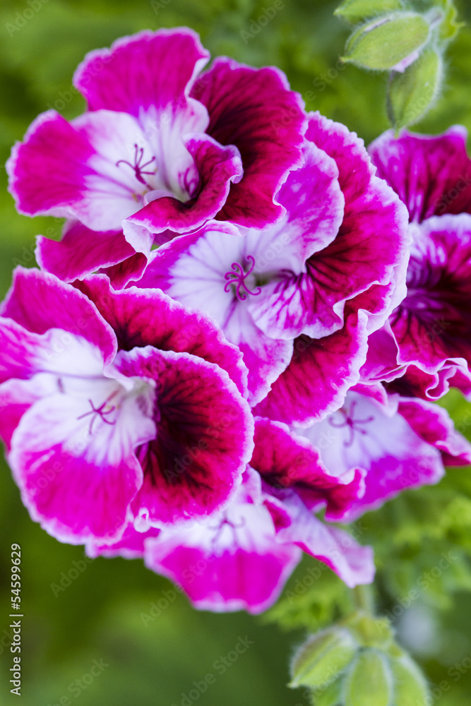 Naklejka premium Close up view of the beautiful Sinningia speciosa flower.