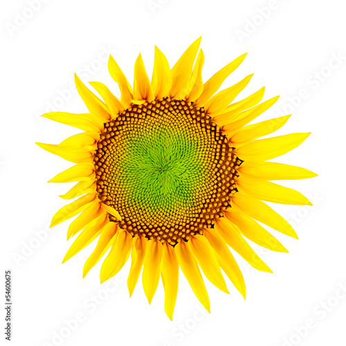 Sonnenblume; Beschneidungspfad