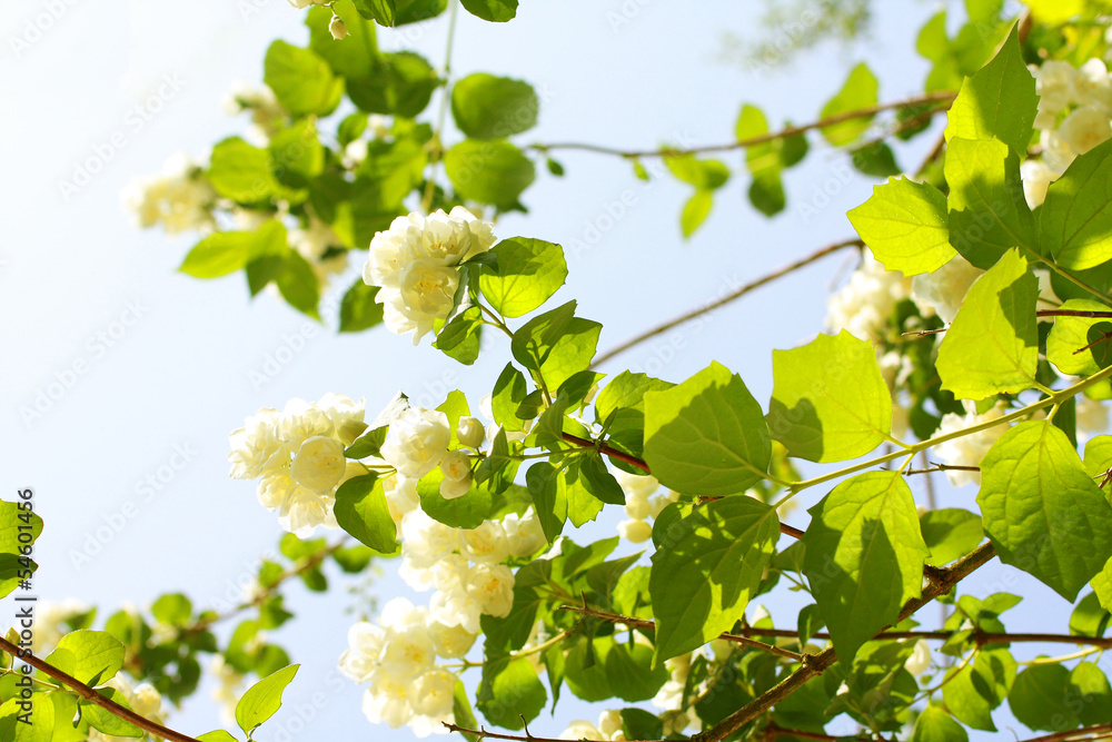 Jasmine flowers