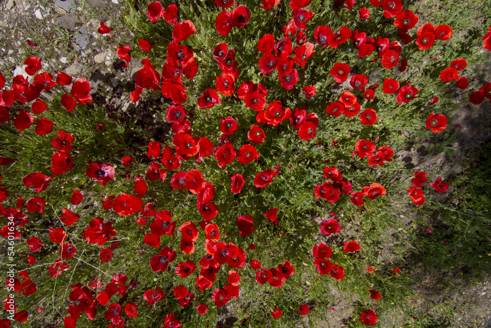 Fototapeta premium Beautiful view of a red poppy flower field in spring.