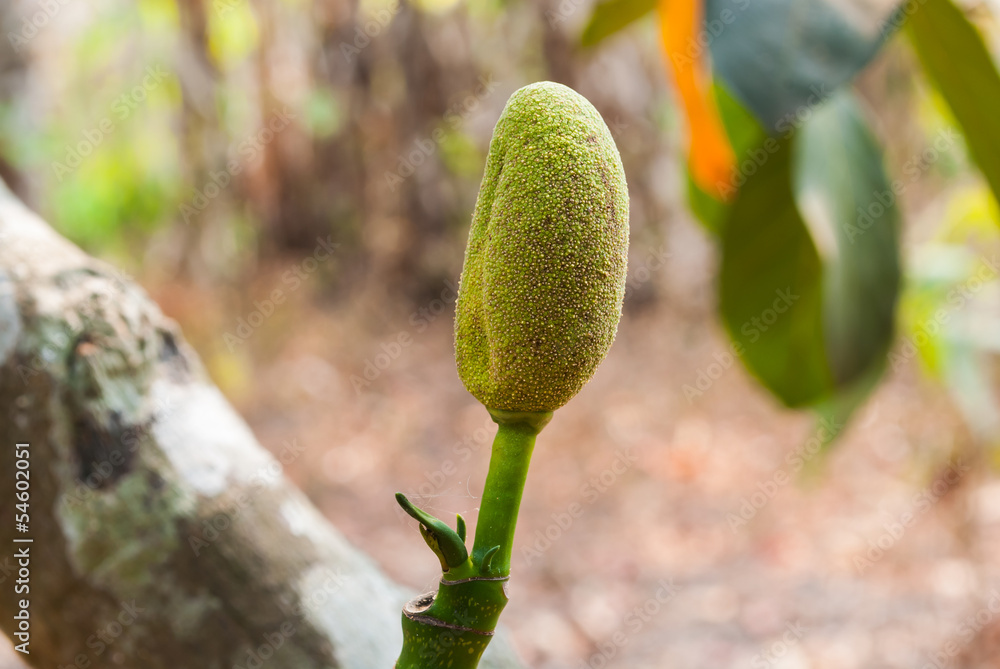 Sprout of Green Jackfruit Sprout of Green Jackfruit