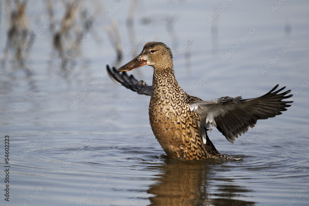 Northern shoveler, Anas clypeata Northern shoveler, Anas clypeata