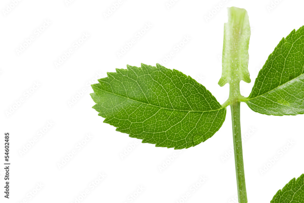 Fototapeta premium green leaf on a white background. macro