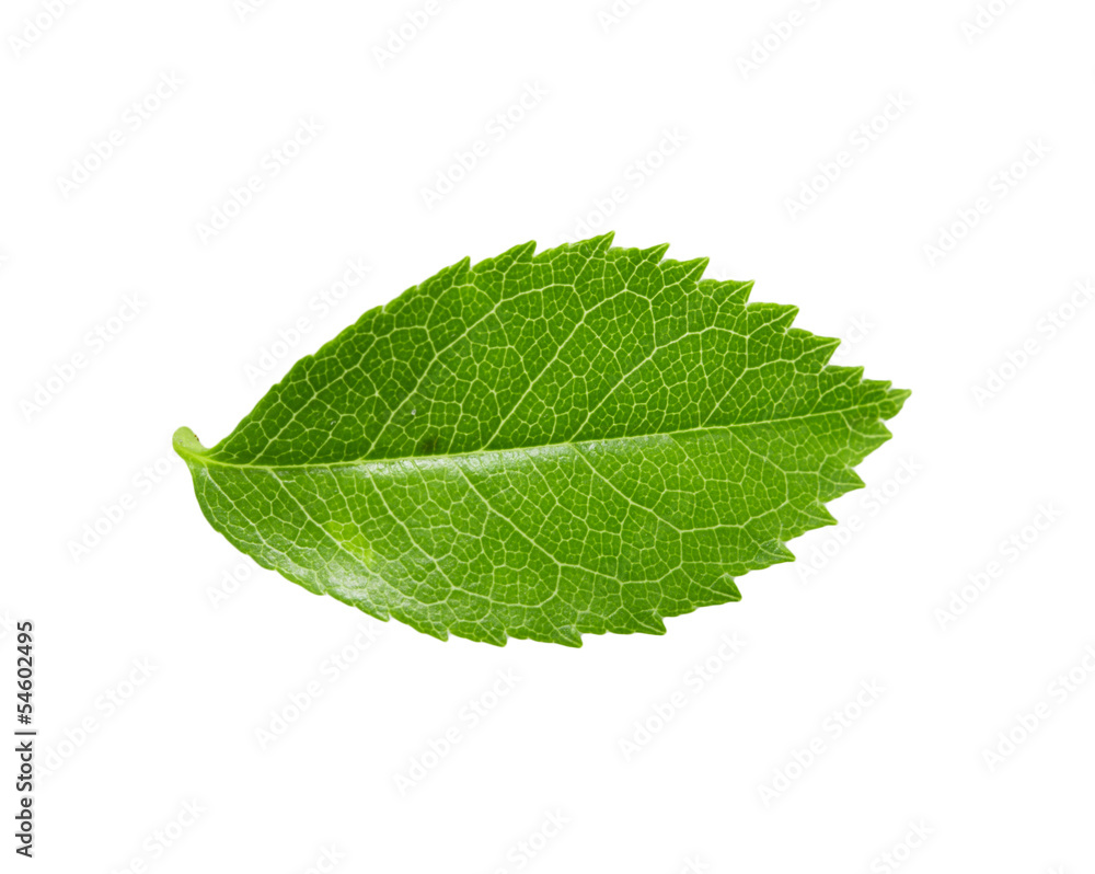green leaf on a white background. macro green leaf on a white background. macro