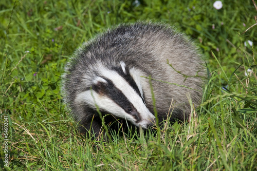 European badger (Meles meles) in the grass © belizar