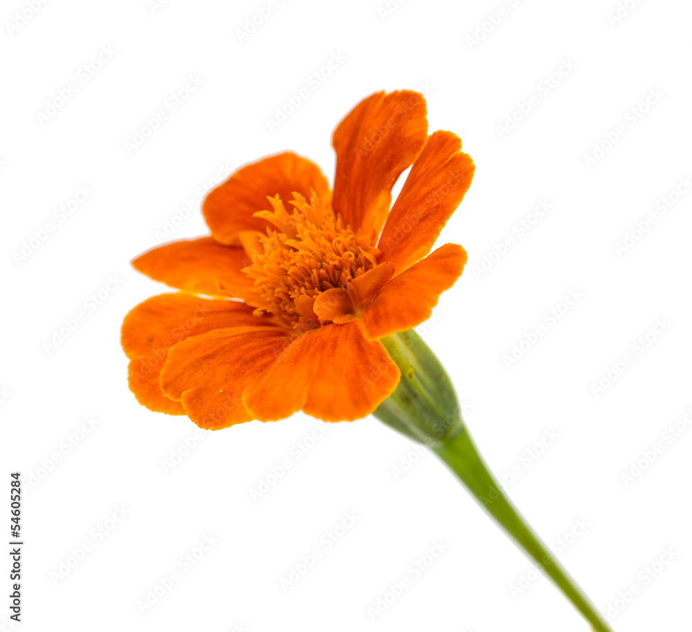 marigold isolated