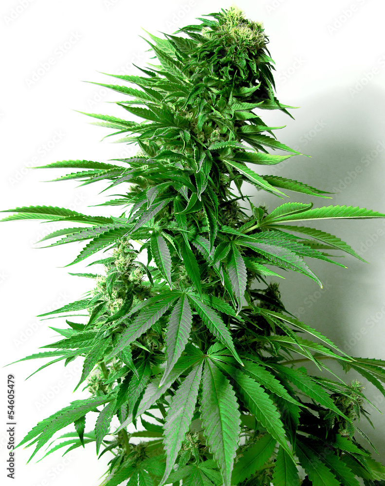 Fotografie Marijuana plant isolated over white background