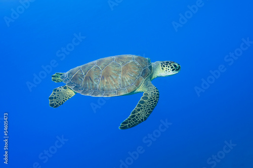 Green turtle  Chelonia mydas  swimming over blue sea