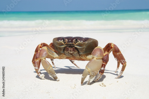 red crab on beach ,Tachai island, Similan island group, Phang ng