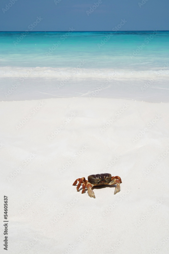 Obraz premium Crab on beach, Thailand