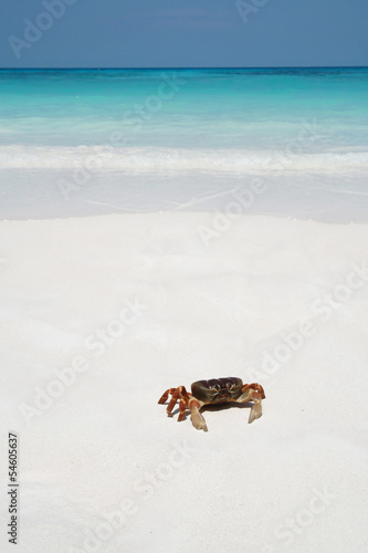 Crab on beach, Thailand