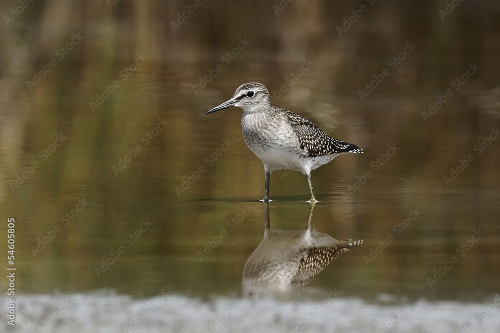 Wood Sandpiper (Tringa glareola) Wood Sandpiper (Tringa glareola)