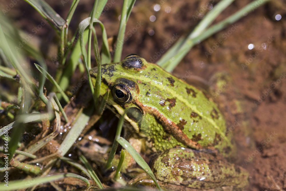 Fototapeta premium Edible Frog (Pelophylax esculentus) on a puddle.