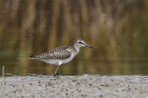 Wood Sandpiper (Tringa glareola)