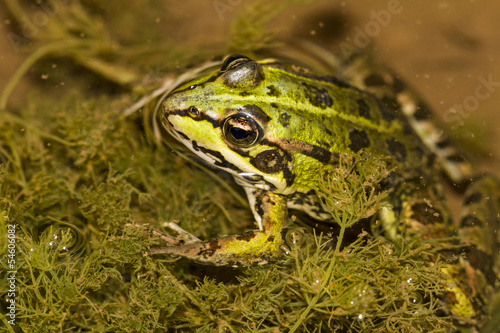  Edible Frog (Pelophylax esculentus) on a puddle.
