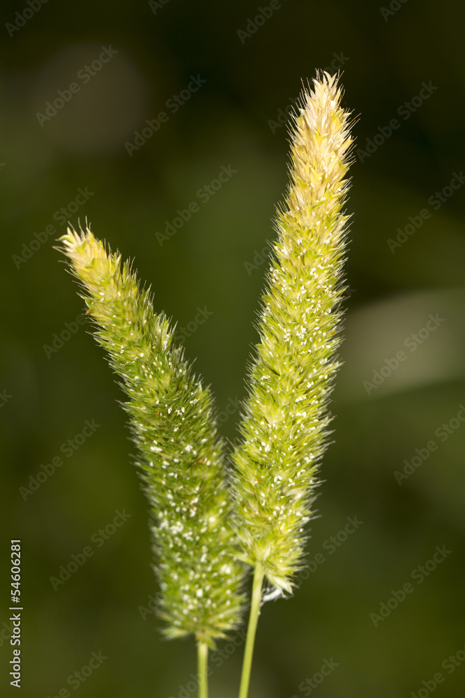  Hood Canarygrass (Phalaris paradoxa) wild plant.