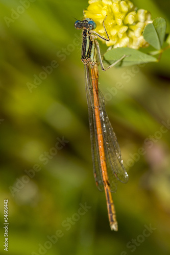  Platycnemis acutipennis damselfly insect. photo