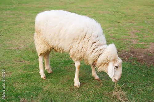 Sheep eating in field