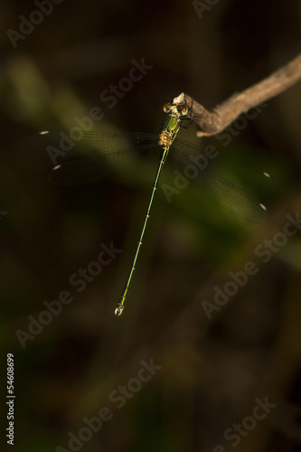 Southern Emerald Damselfly (Lestes barbarus) © Mauro Rodrigues