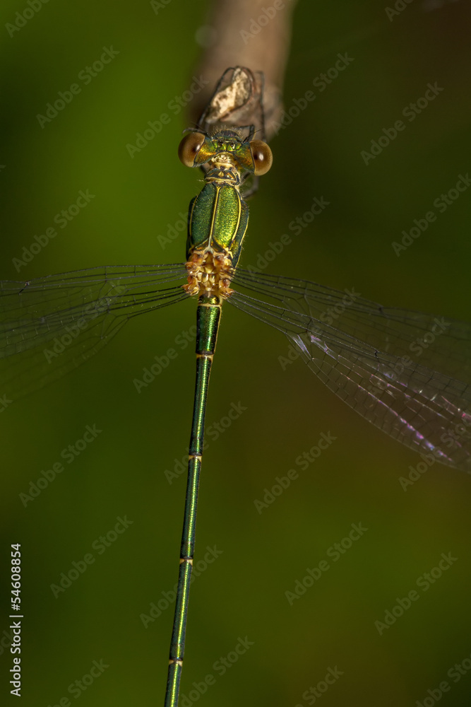 Southern Emerald Damselfly (Lestes barbarus) Southern Emerald Damselfly (Lestes barbarus)