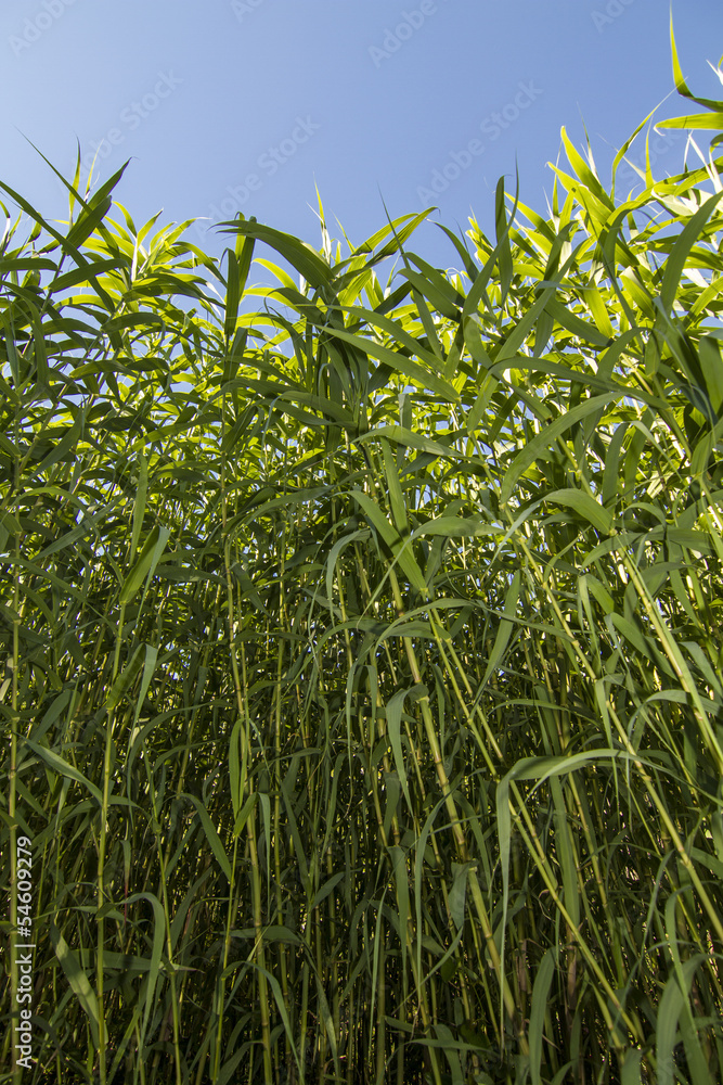 Giant Cane (Arundo donax) Giant Cane (Arundo donax)