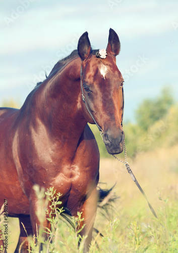 portrait of wonderful  bay  sportive  stallion in the meadow.