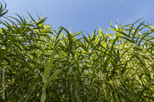  Giant Cane (Arundo donax)