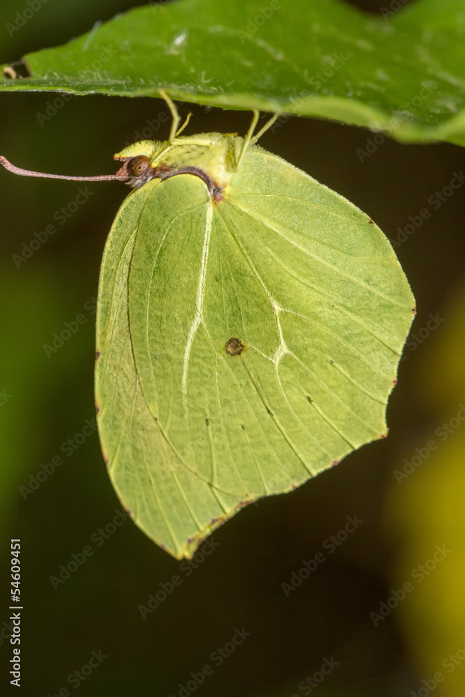Gonepteryx cleopatra butterfly Gonepteryx cleopatra butterfly
