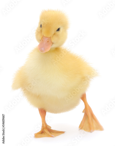 Photography one duckling