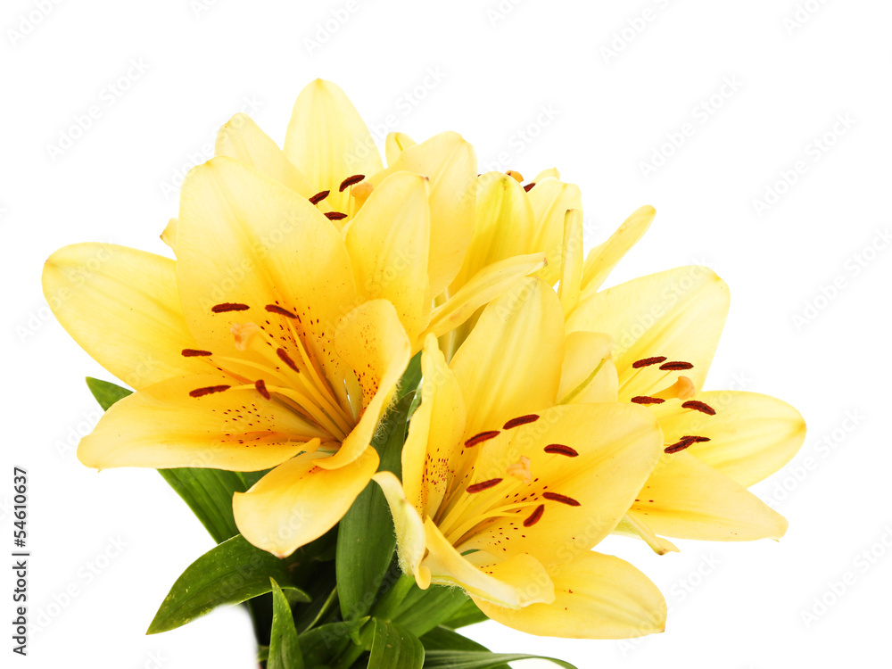 Beautiful orange lilies, isolated on white Beautiful orange lilies, isolated on white