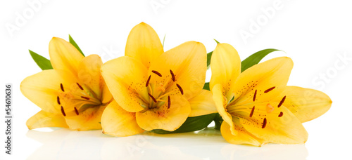 Fototapeta Naklejka Na Ścianę i Meble -  Beautiful orange lilies, isolated on white