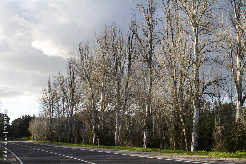  asphalt road with tall leafless trees