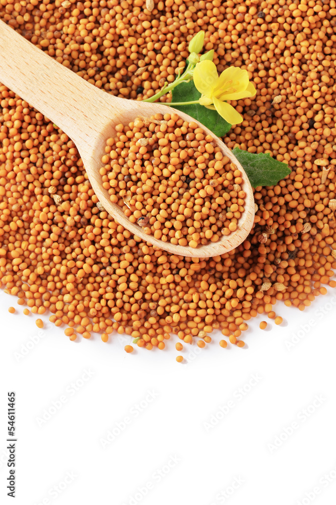Mustard seeds with mustard flower isolated on white Mustard seeds with mustard flower isolated on white